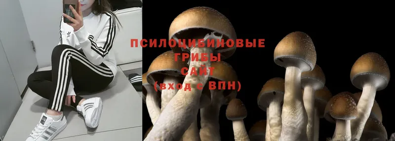 Псилоцибиновые грибы Cubensis  купить наркоту  МЕГА вход  Мытищи 